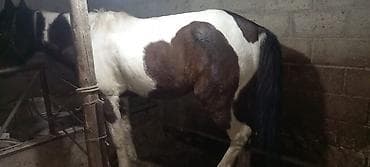 Кошки: Продаю | Конь (самец) | Рабочий — 2