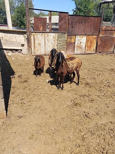 пидбуль щенок в оше эркек: Продаю | Овца (самка), Ягненок, Баран (самец) — 1