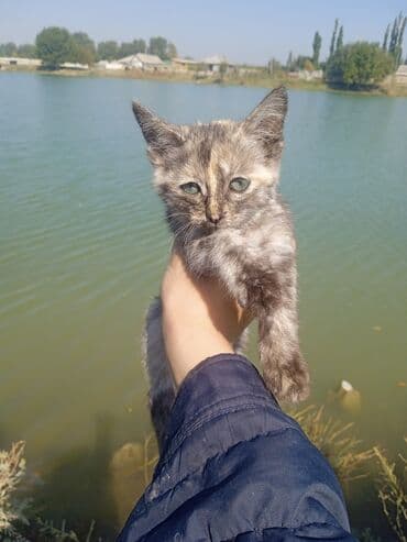 черепаховая кошка цена: Котёнок, окраса черепаховый (дымчато-серый с кремовыми отметинами) — 2