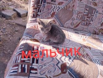 купить собаку корса: Милые котята - девочки и мальчики - в заботливые руки! Живут в — 1