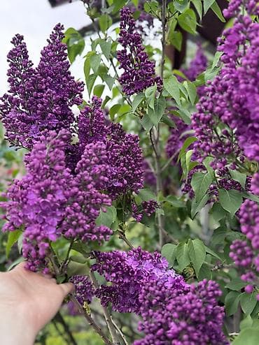 фото 3 на 4: Продаю сирень крупную, яркую, по 100 сом ветка — 2