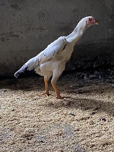 Продаю | Петух | Бойцовая | Для разведения — 5