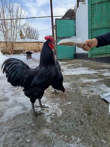 Другое мясо птицы