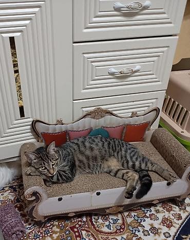 русская сибирская кошка: Пара короткошёрстных полосатых кошек (серые тигровые окрасы) с — 3