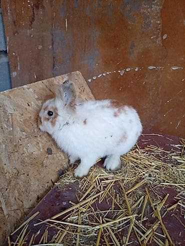 собака девочка: Кролик самец львиное голова с окрасом, сочетающим белый и — 3