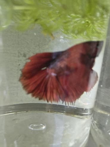 черный терьер: Беловодск !!!!! большой выбор аквариумных рыбок ! крабы креветки ( — 4