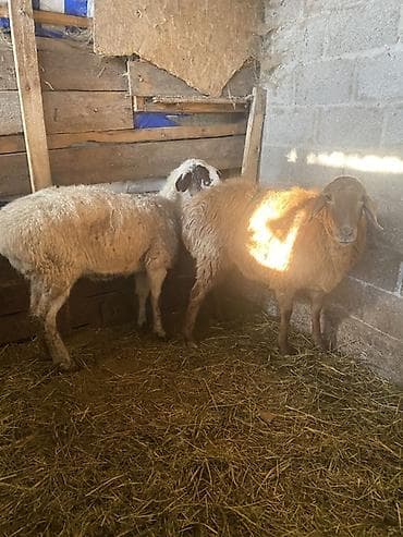 Proton: Продаю | Овца (самка) | Для разведения — 3