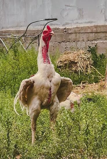 тай данчак: Продаю | Куры | Бойцовая | Для разведения — 3