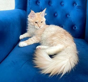 кошки маин кун: Мейн-кун, 2 месяца, Девочка, Биколор, Приучена к лотку — 1
