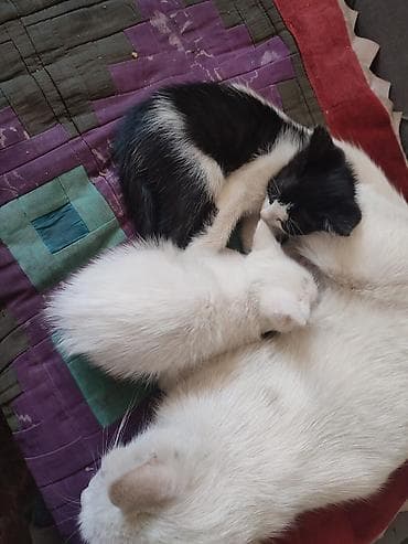 кошка пушистая: Котята — домашние, ласковые и игривые. На фото — два малыша: - Белый — 3
