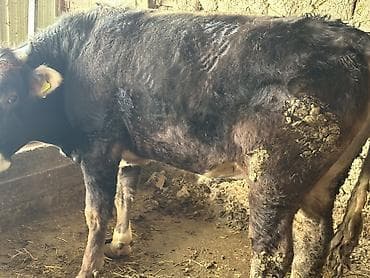 жыргый телка быки: Продаю | Бык (самец) — 4
