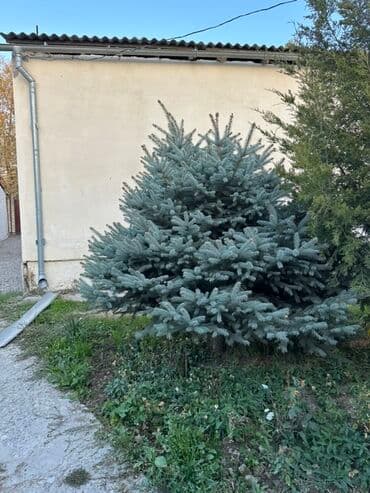 колоновидная туя: Голубая ель (Picea pungens ‘Glauca’) для озеленения участка. - Хвоя — 2