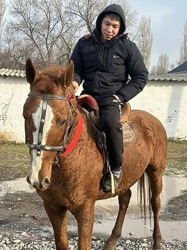 ветеринар вызов дом в бишкеке: Продаю | Конь (самец) | Дончак | Для разведения, Конный спорт | Племенные, Осеменитель — 3