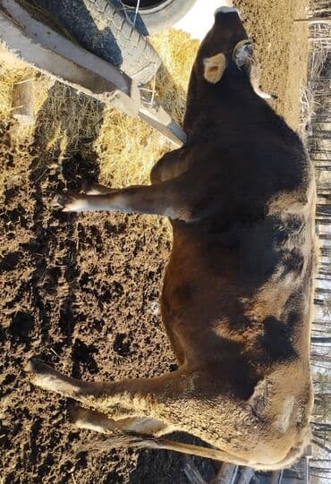 животные домашние: Продаю | Корова (самка) | Для молока | Племенные — 3