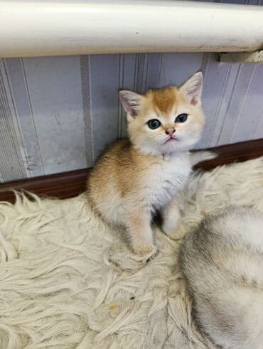 дом для кота: Котята полукровки британцы 75% девочка и мальчик В шикарных — 2