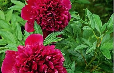 саженцы пионы: Корни пионов от 500 с и выше отправляем по регионам звоните по но — 3