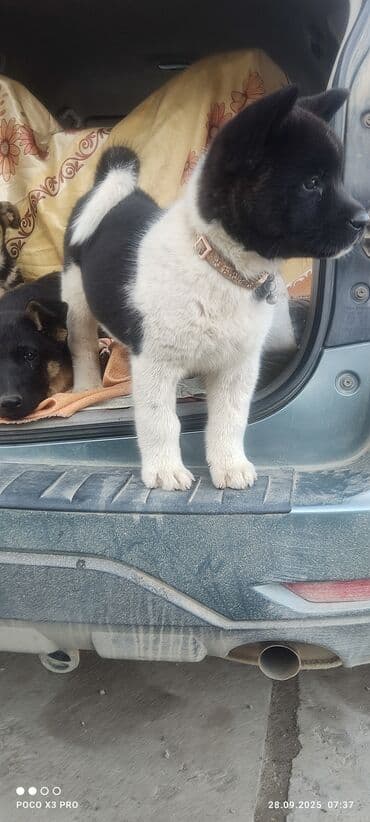 купить собаку акита ину: 3 месяца, Самец — 4