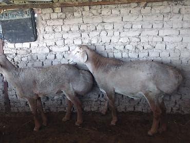 кыргыз и собака: Сатам | Ургаачы кой (ургаачы) | Көбөйтүү үчүн | Ургаачы — 1