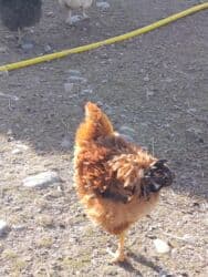 продажа домашних животных: Продаю петухов порода Курчавые — 4