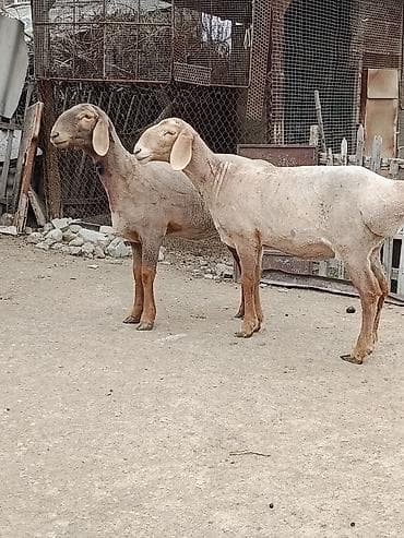 купить ягнята: Продаю | Овца (самка) | Эдильбаевская | На забой | Матка — 2