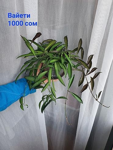 Орхидеи: Взрослые сортовые хойи в продаже: Цена указана за растение. Опора в — 3