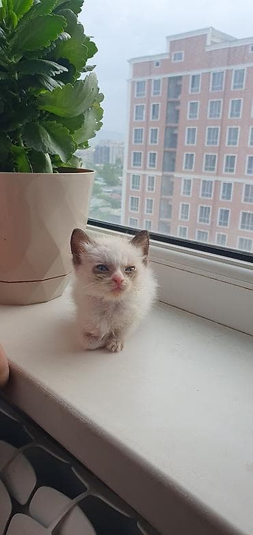 котята сиамские купить: Кошка даром: Сиамская, Мальчик — 3