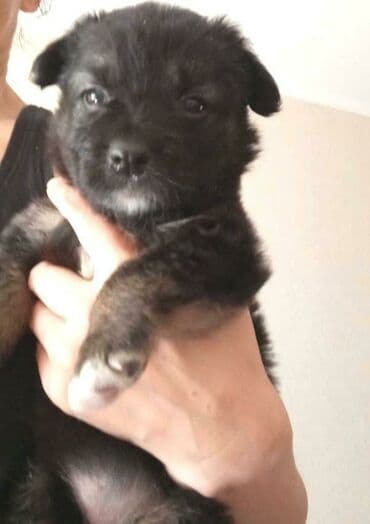 нашел собаку: Замечательная девочка ищет Хозяина или хотя бы временную передержку — 1