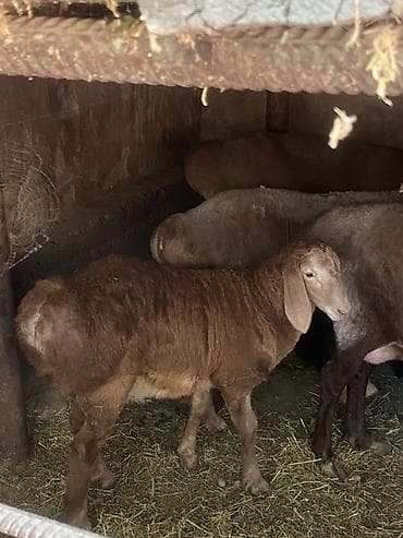 Продаю | Овца (самка) | Для разведения