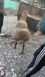 в какой приют можно отдать собаку: Продаю | Баран (самец) | Арашан | Для разведения, Для шерсти | Осеменитель, Племенные — 5