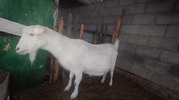 корова молочная: Продаю | Коза (самка) | Для молока — 1