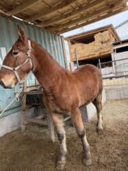 седло спортивное: Продаю | Жеребенок | Рабочий — 3