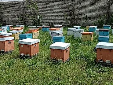 Другой транспорт: Токтогульский горный мёд только оптом гарантия качества без — 4