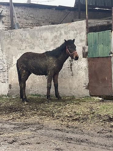 Продаю | Жеребенок | Рабочий | Мерин