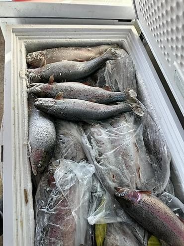 Мёд: Свежезамороженная форель, целая, мясо красное, кормилась европейскими — 4