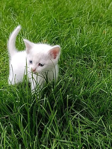 Котята - Пушистые малыши разного окраса: белый с разными глазами