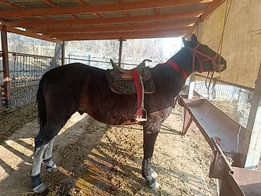 гисар матки: Продаю | Конь (самец) | Конный спорт — 4