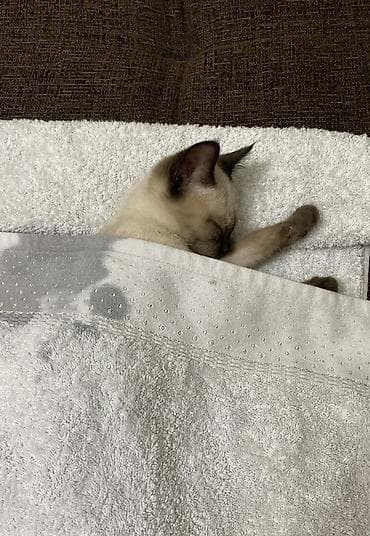 Скотиш Фолд (Шотландская вислоухая), 2 месяца, Мальчик, Приучена к лотку, Проглистована, С документами — 6