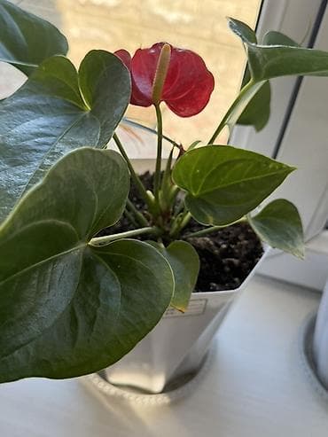 Сейфтер: Комнатные растения в декоративных горшках (набор). Состав набора: - — 4