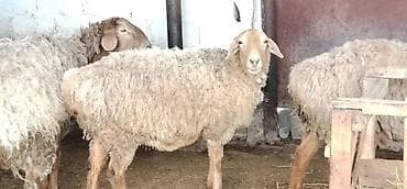 гусь купить: Продаю | Овца (самка) | Для разведения — 2