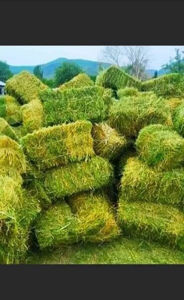 Продаю!
Тюки клевера люцерна!
Тюки плотные, сухие лежат под навесом!