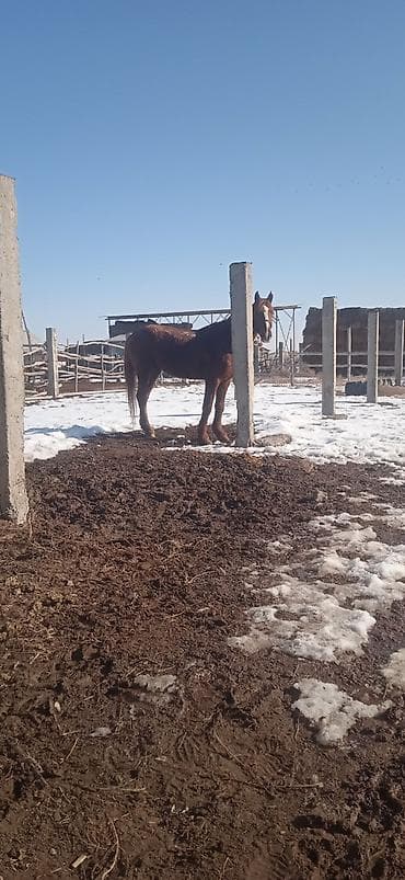 боз ат: Продаю | Конь (самец) | Рабочий — 2