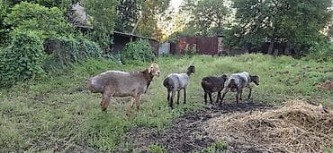 Айыл-чарба жаныбарлары: Сатам | Кочкор (эркек) — 4