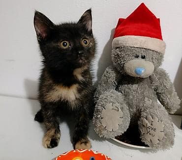ржавая кошка цена: Кошечка, трехцветная черепаховая расцветка))) Качественная, 1 штука — 1