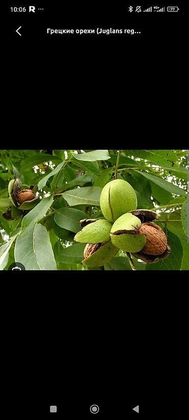 радужный друг: Грецкий орех (Juglans regia) — плодовое дерево для сада 4 года большой — 1