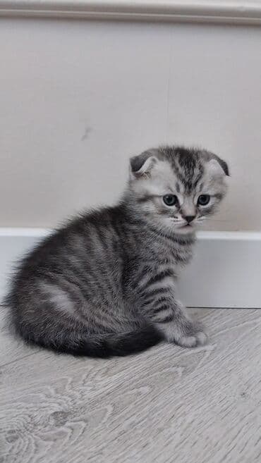 в добрые руки собаку: Шотландский вислоухий котёнок (Scottish Fold), окраса серебристый — 6