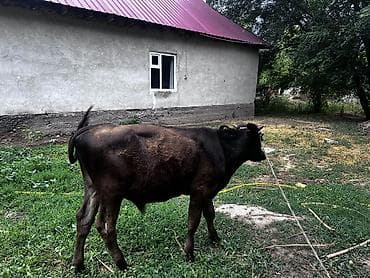 быки швиц: Продаю | Бык (самец) | На откорм | Привязанные — 1