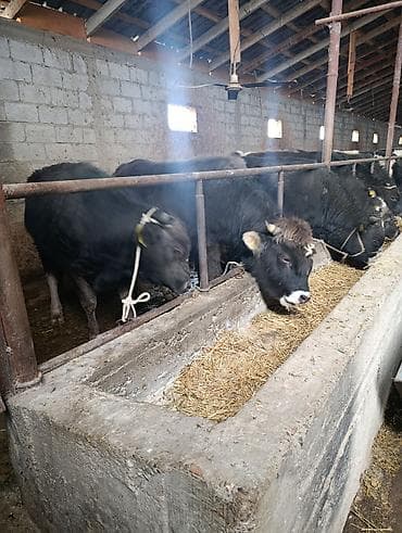 уй животных: Продаю | Бык (самец) | Алатауская | На откорм | Привязанные — 7