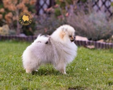 русский спаниель щенок купить: Шпиц, 3 месяца, Самец, С прививкой, С родословной — 2