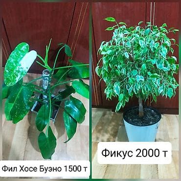 коврик для детей: Продаю фикусФил Хосе Буэно взрослые растения — 1