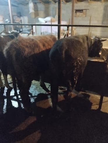 тук кара балта: Продаю | Бык (самец) | Полукровка | На откорм | Привязанные — 6